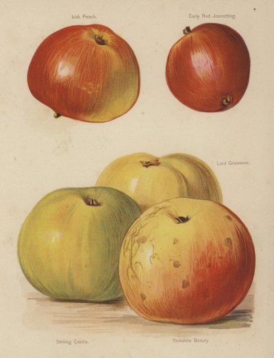 Irish Peach, Early Red Joanetting, Lord Grosvenor, Stirling Castle, Yorkshire Beauty by English School